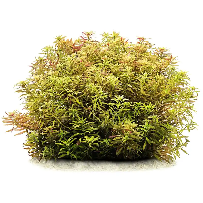 Limnophila cf. hippuridoides "Mini" Schwierigkeit Beliebt