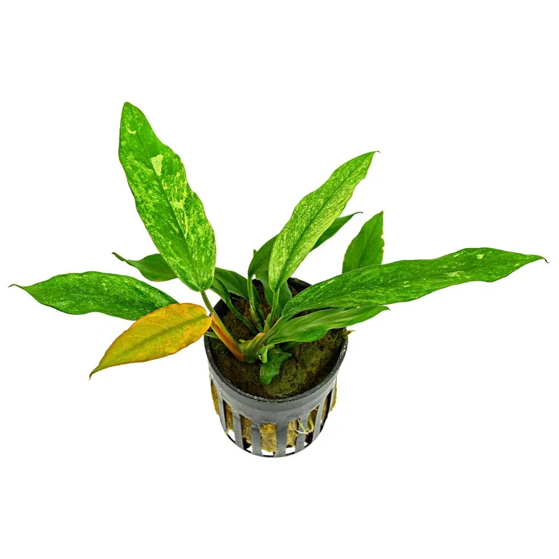 Kracherpreis Anubias barteri var. glabra 'Variegated' Schwierigkeit