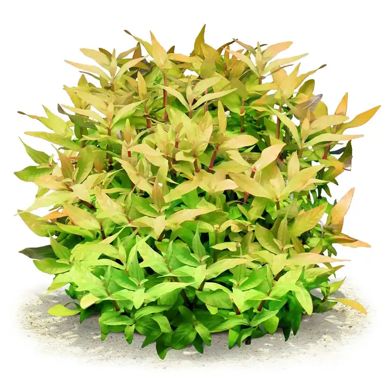 Finale Aktion Ammannia multiflora Schwierigkeit