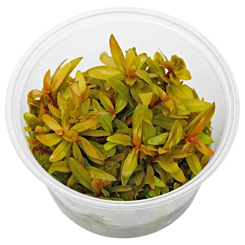 Ammannia pedicellata 'Golden' Schwierigkeit Markenprodukt