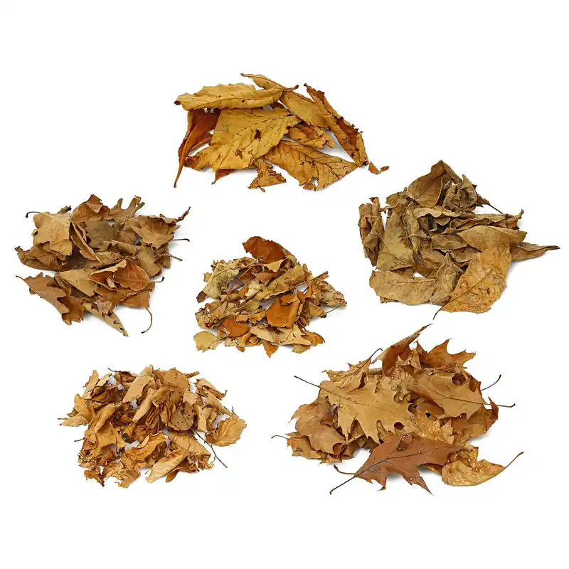 Herbstlaub Set Braune Blätter 55x Schnäppchen