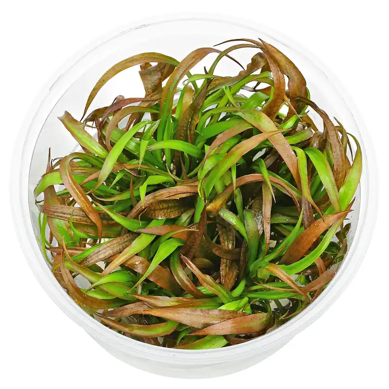 Cryptocoryne spiralis 'Red' Schwierigkeit Jetzt Bestellen