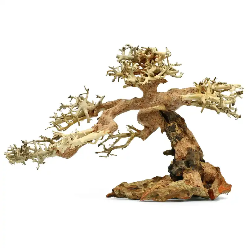 Preisknaller Claw Bonsai XS