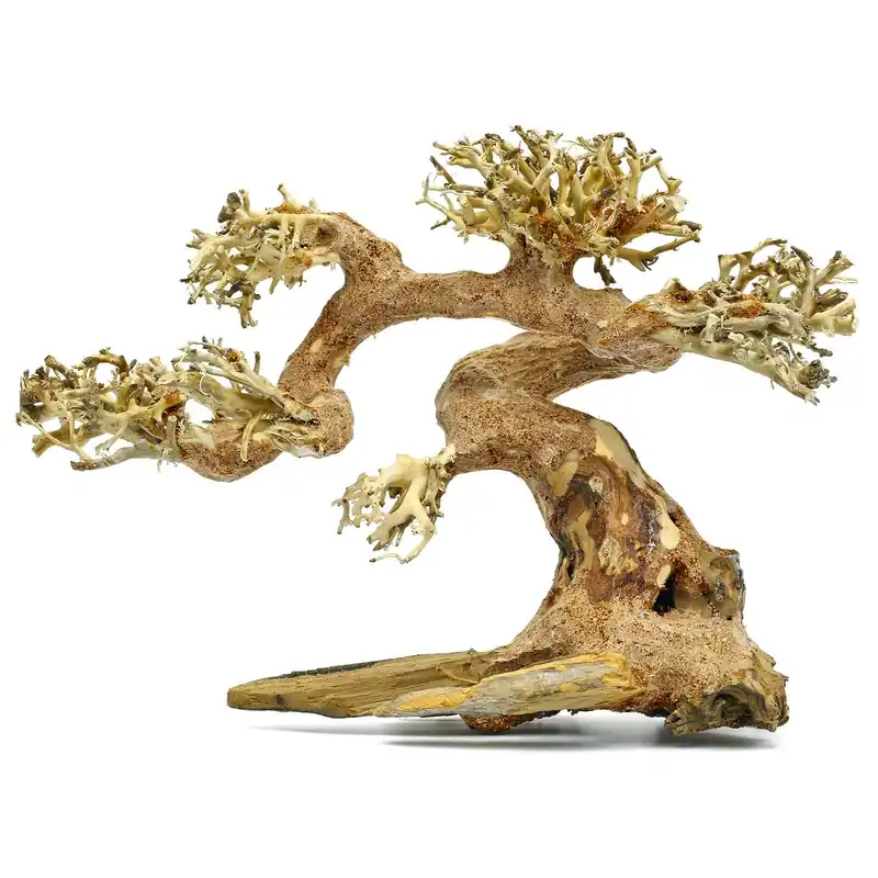 Knallerangebot Claw Bonsai XS
