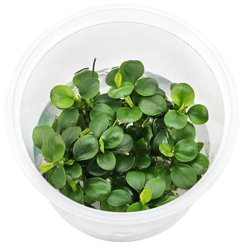 Anubias barteri var. nana 'Mini Coin' Schwierigkeit Neu Im Sortiment