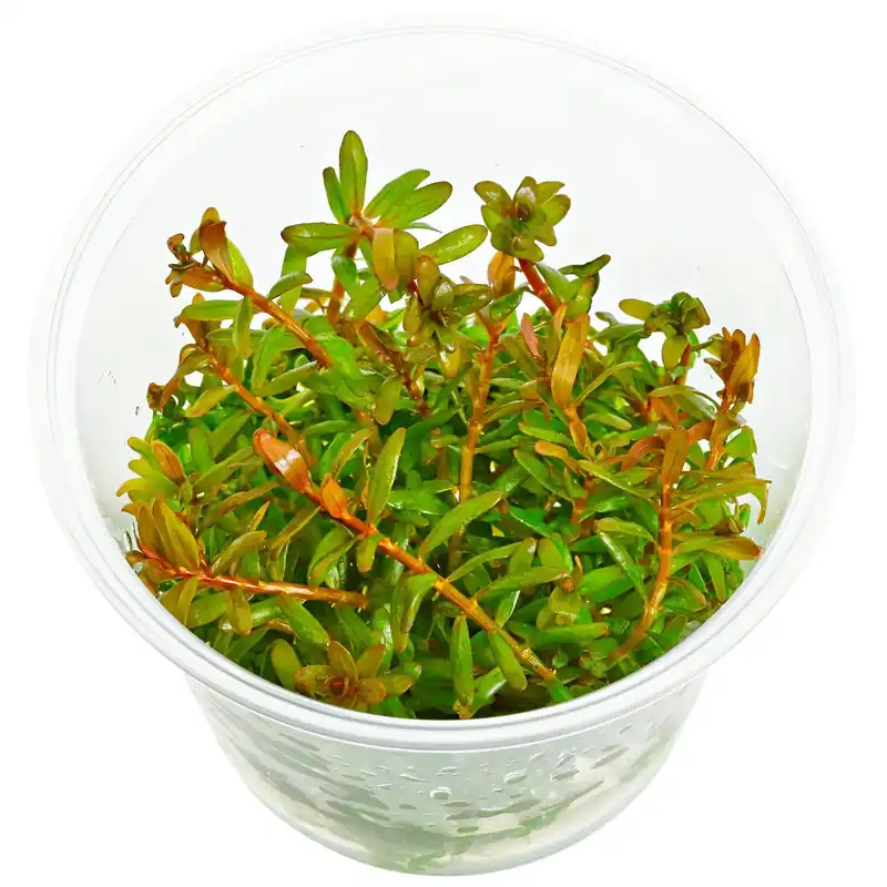 Bestseller Rotala rotundifolia 'Orange Juice' Schwierigkeit