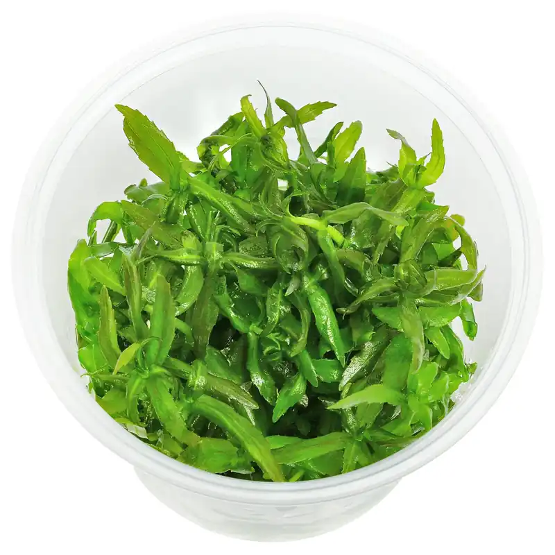 Limnophila aromatica "Mini" Schwierigkeit Ausverkauf