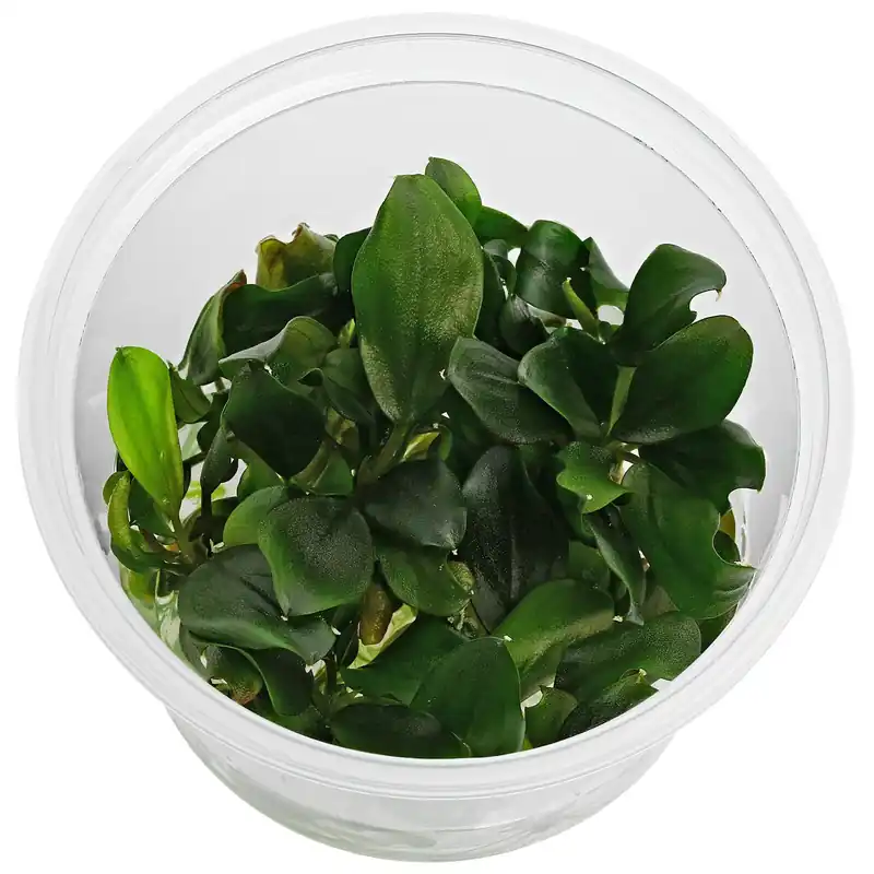 Jetzt Bestellen Bucephalandra sp. "Melawi Fine Edge" Schwierigkeit