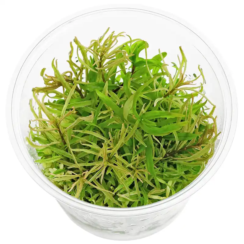 Nur Für Kurze Zeit Ludwigia inclinata var. verticillata 'White' Schwierigkeit