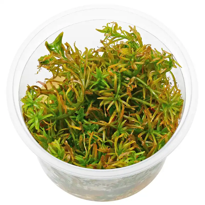 Neu Im Sortiment Rotala mexicana "Goias" Schwierigkeit