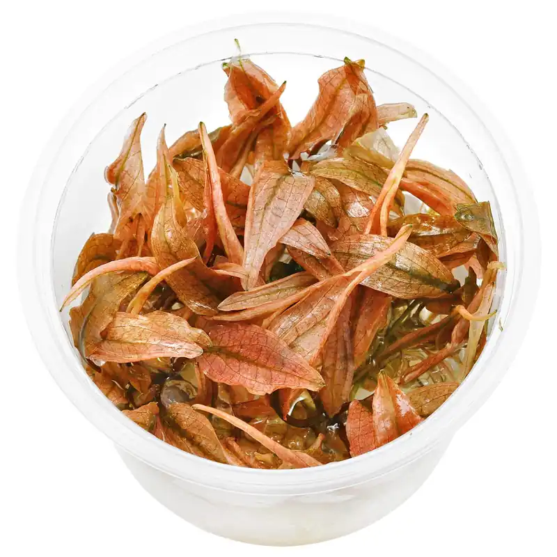 Cryptocoryne wendtii 'Flamingo' ('Pink Panther') Schwierigkeit Beliebt