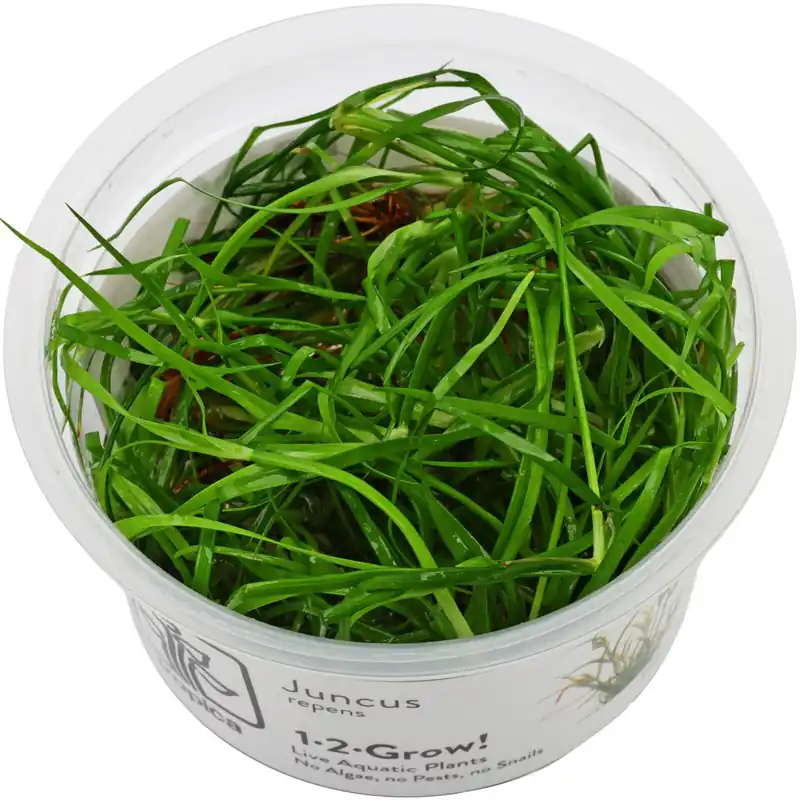 Super-Preis Juncus repens Schwierigkeit