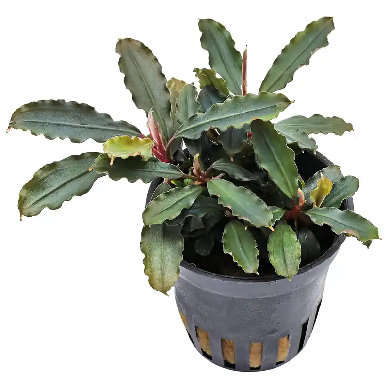 Bucephalandra sp. "Blue Green" Schwierigkeit Preisknaller