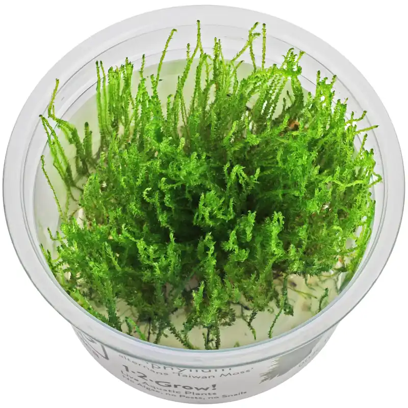 Taxiphyllum alternans "Taiwan Moss" Schwierigkeit Beliebt