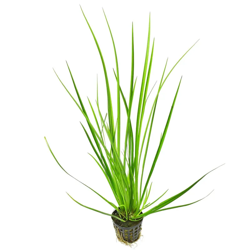 Knallerangebot Acorus gramineus 'Variegatus' Topf - Ø 5 cm
