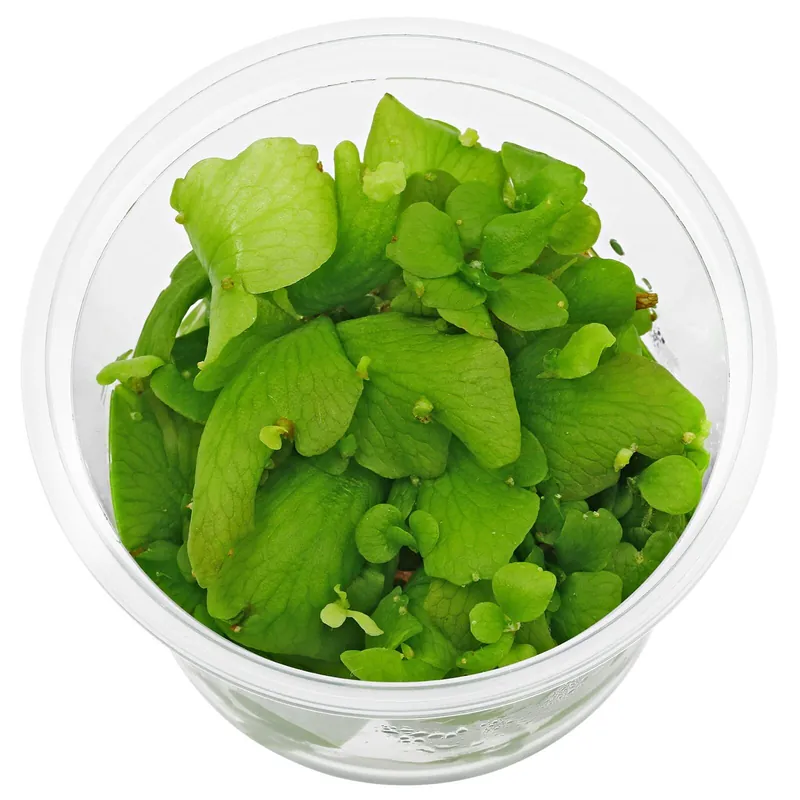 Ceratopteris pteridoides Schwierigkeit Super-Preis