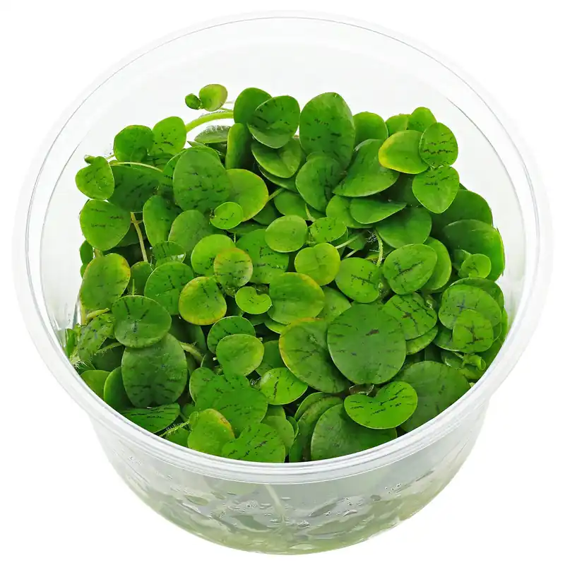 Top-Angebot Limnobium laevigatum Schwierigkeit