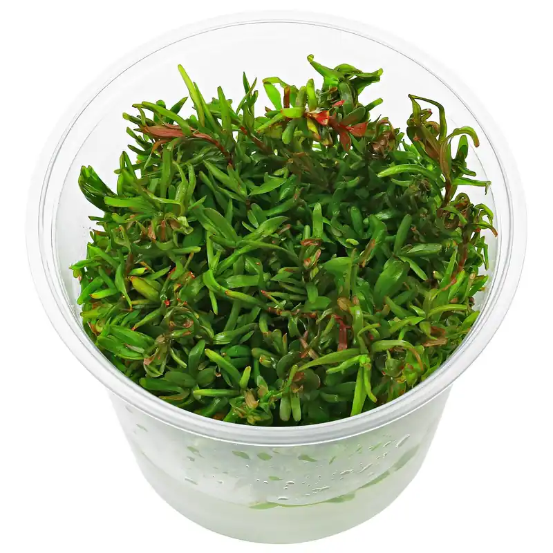 Rotala rotundifolia "Colorata" Schwierigkeit Preisknaller