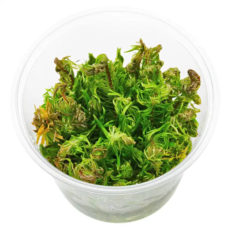 Neue Kollektion Rotala sp. 'Vietnam' Schwierigkeit