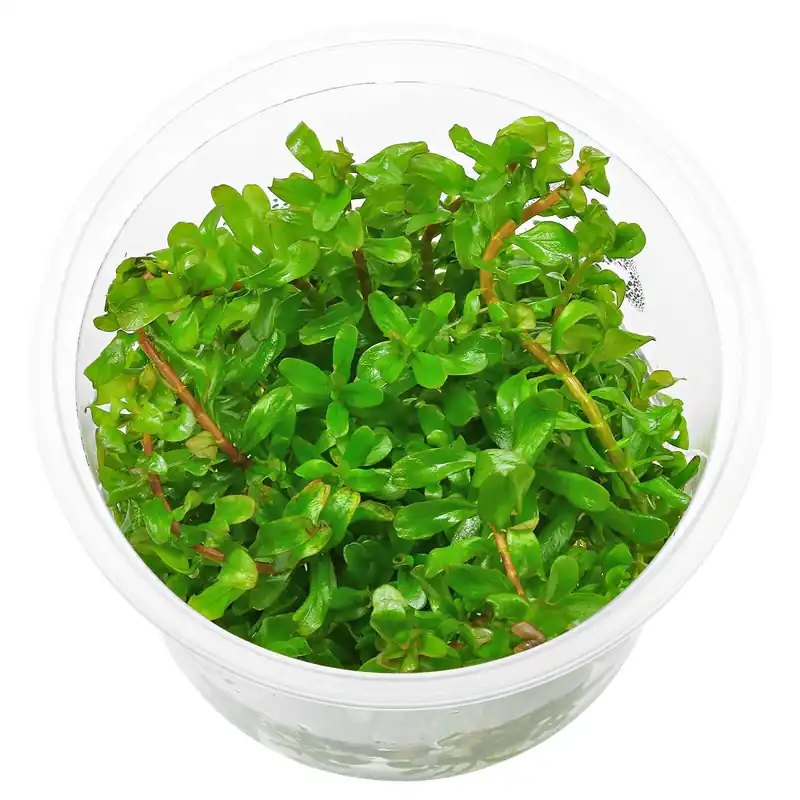 Kracherpreis Rotala rotundifolia 'Shimoga' Schwierigkeit