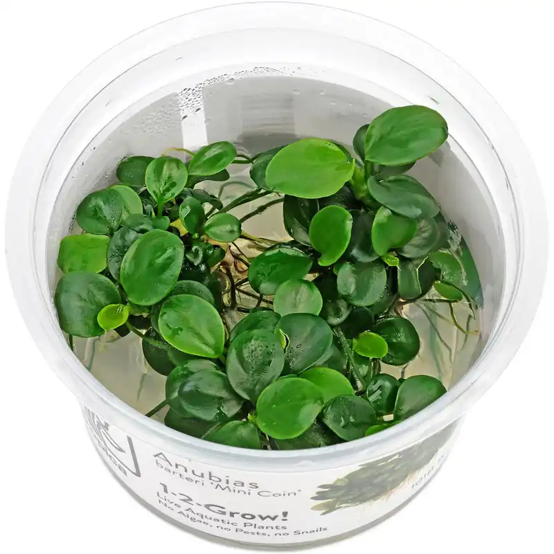 Neu Im Sortiment Anubias barteri var. nana 'Mini Coin' Schwierigkeit