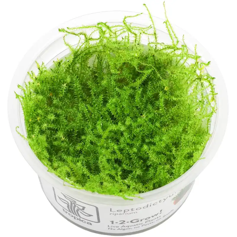 Günstig Leptodictyum riparium Schwierigkeit
