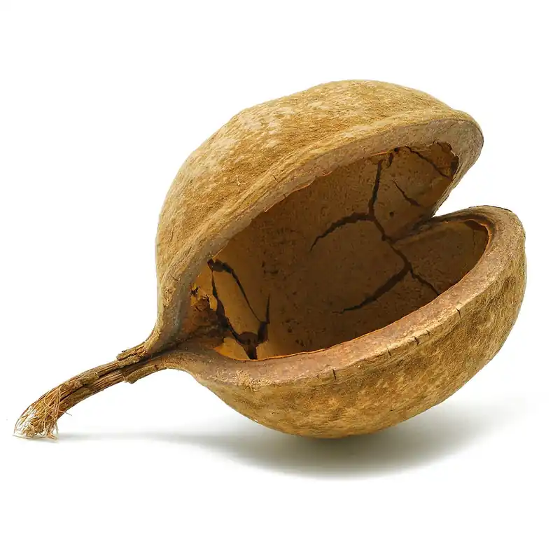 Buddhanuss 1x Nur Für Kurze Zeit