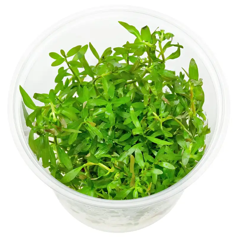 Saisonangebot Ludwigia brevipes Schwierigkeit