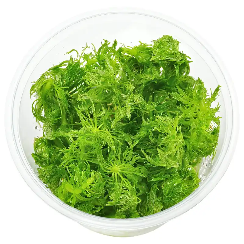 Limnophila wilsonii Schwierigkeit Wochenendangebot