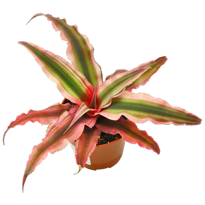 Cryptanthus bivittatus "Red" Topf - Ø 5.5 cm Beliebt