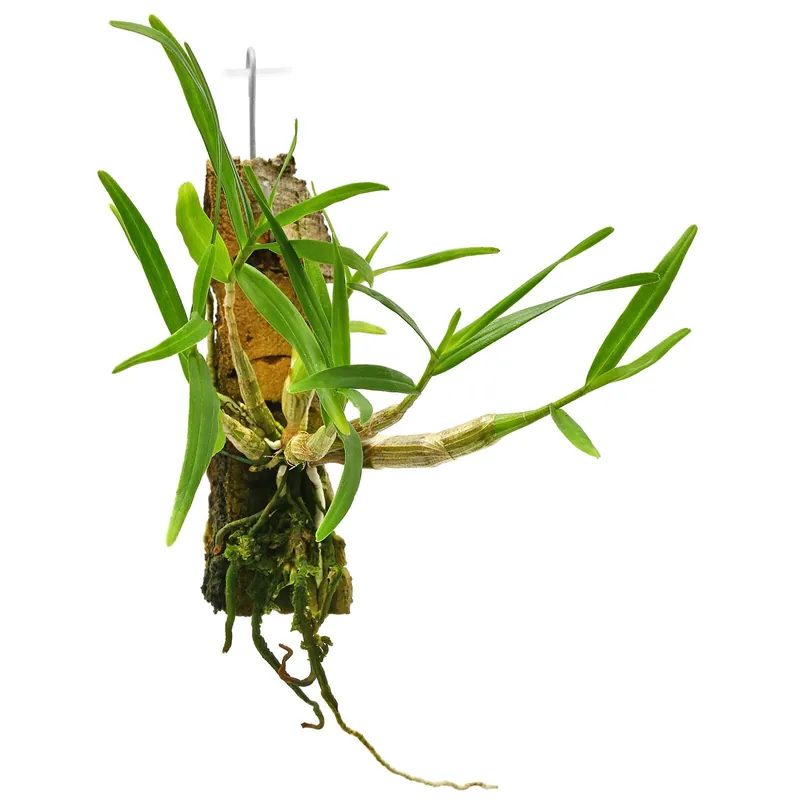 Dendrobium hancockii Auf Kork (inkl. Draht zum Aufhängen) Billig