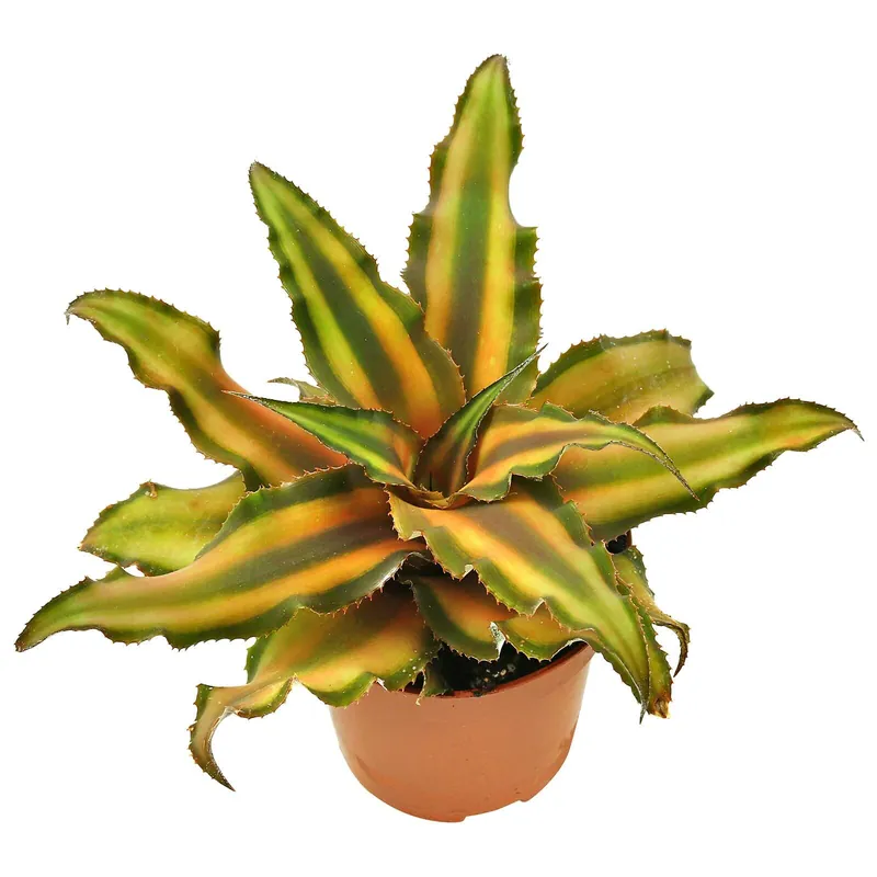 Begrenztes Angebot Cryptanthus bivittatus "Brown" Topf - Ø 5.5 cm