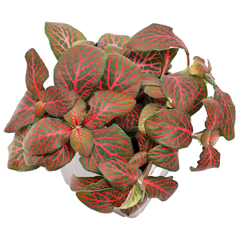 Fittonia albivenis "Red" Topf L - 7 x 7 x 8 cm Bestseller