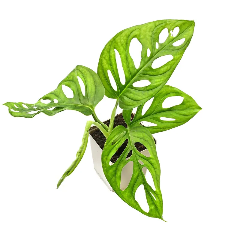 Ausverkauf Monstera adansonii Topf L - 7 x 7 x 8 cm
