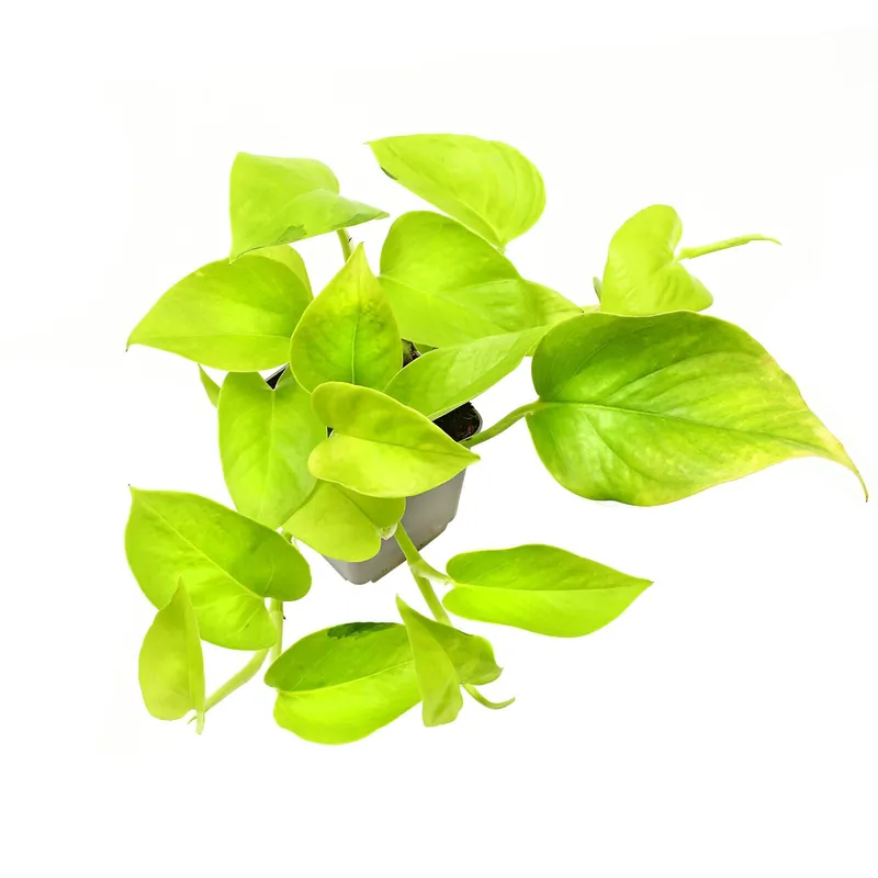 Angebot Epipremnum aureum 'Neon' Topf L - 7 x 7 x 8 cm