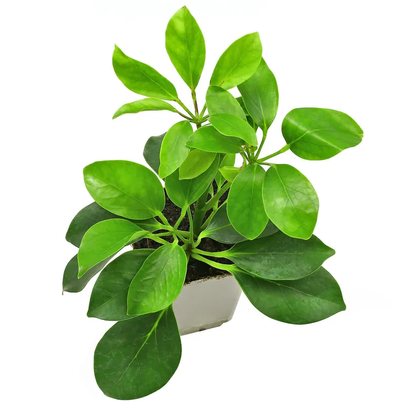 Heptapleurum arboricola (Schefflera arboricola) Topf L - 7 x 7 x 8 cm Schnäppchen
