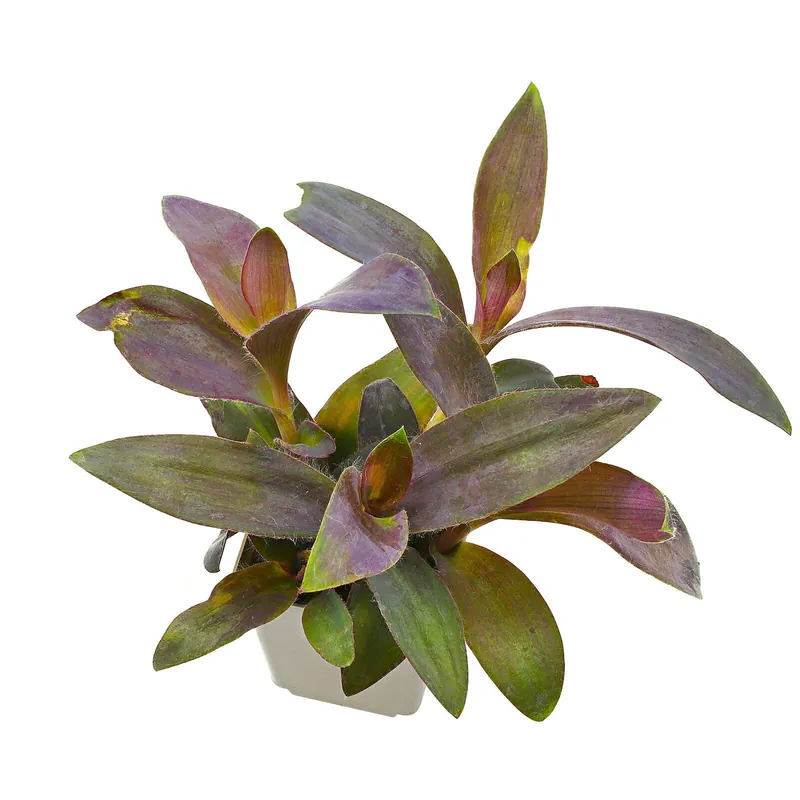 Bestpreis Tradescantia pallida Topf L - 7 x 7 x 8 cm