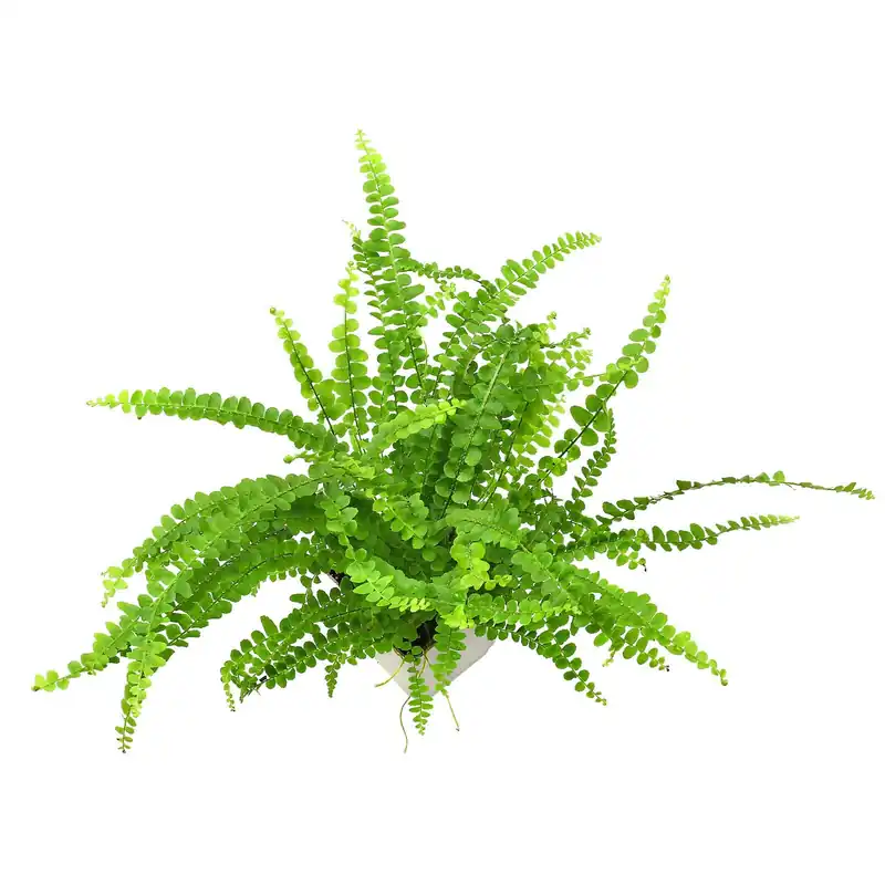 Nephrolepis cordifolia 'Duffii' Topf L - 7 x 7 x 8 cm Letzte Chance