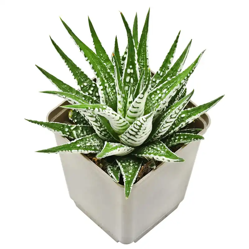 Haworthiopsis fasciata Topf L - 7 x 7 x 8 cm Markenprodukt