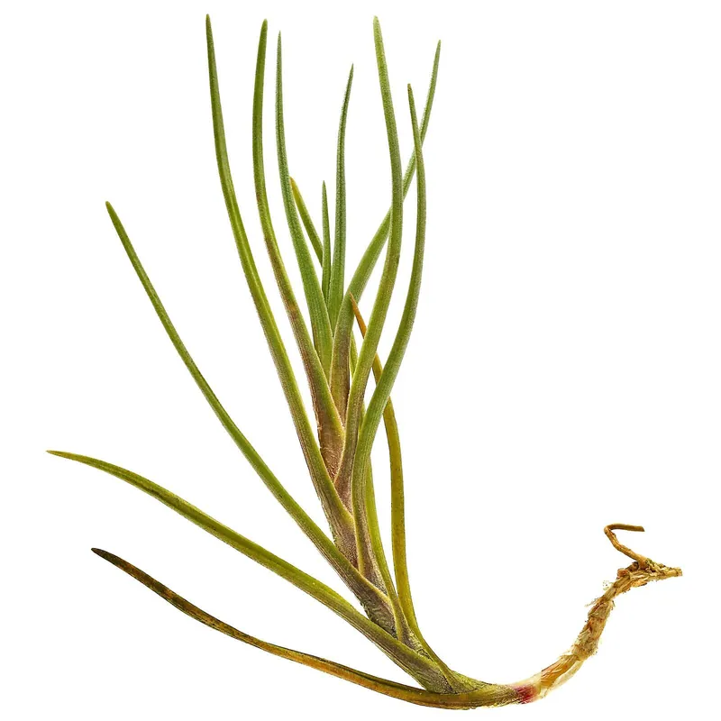 Tillandsia albertiana Einzelpflanze - M Highlight