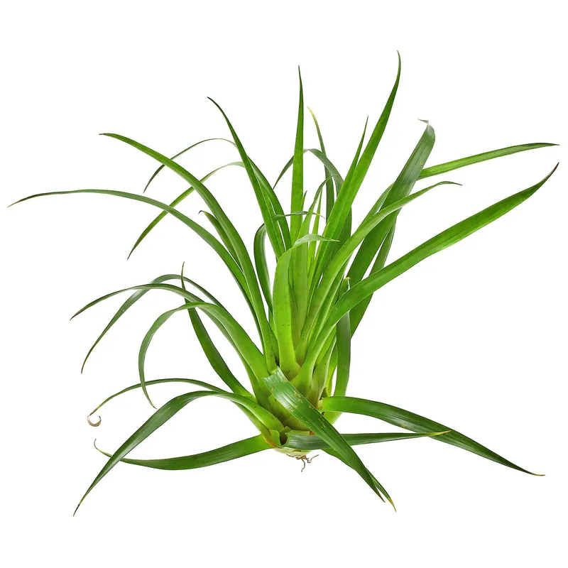 Neuheit Vriesea 'Astrid' Einzelpflanze - M