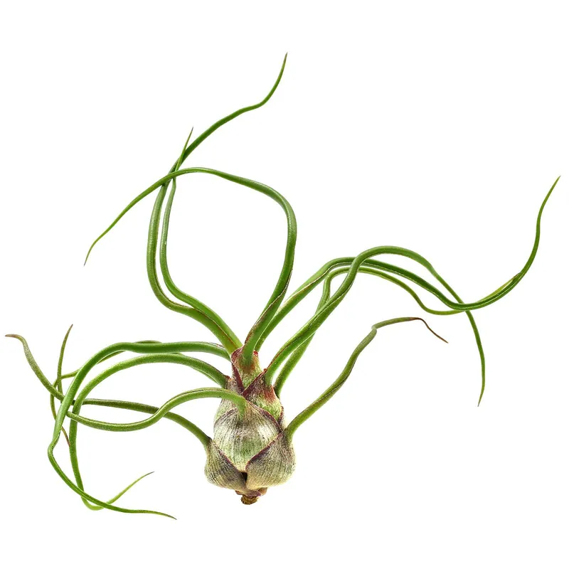 Preisknaller Tillandsia bulbosa Einzelpflanze - S