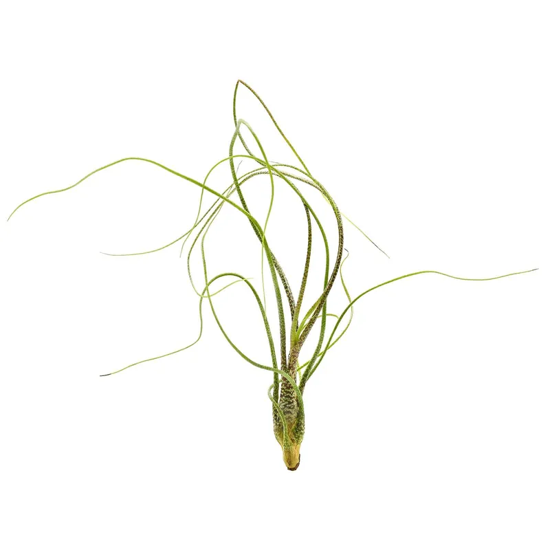 Tillandsia butzii Einzelpflanze - mini Must-Have
