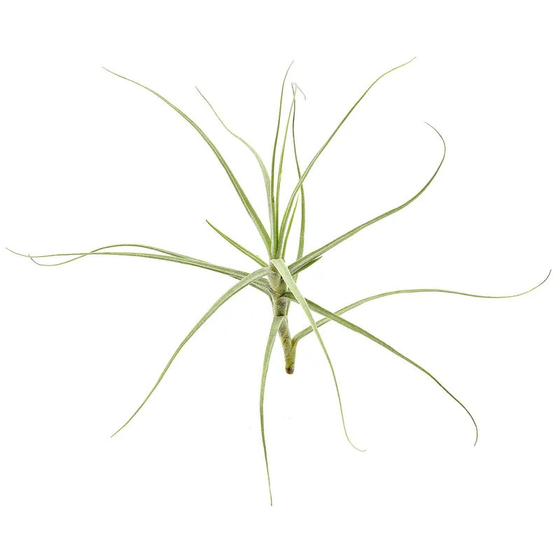 Tillandsia caerulea "Major" Einzelpflanze - M Begrenztes Angebot