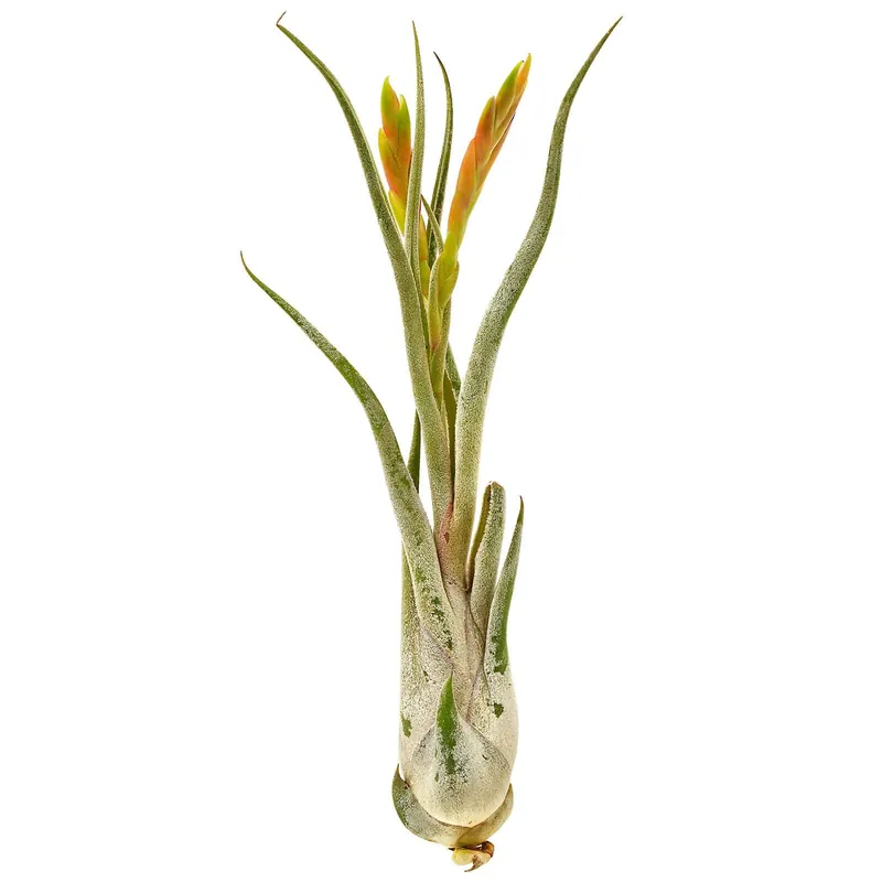 Tillandsia caput-medusae Einzelpflanze - S Expressversand