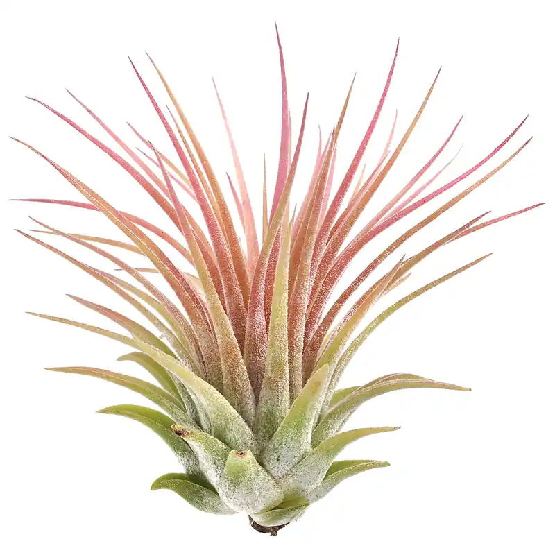 Billig Tillandsia ionantha 'Rubra' Einzelpflanze - M