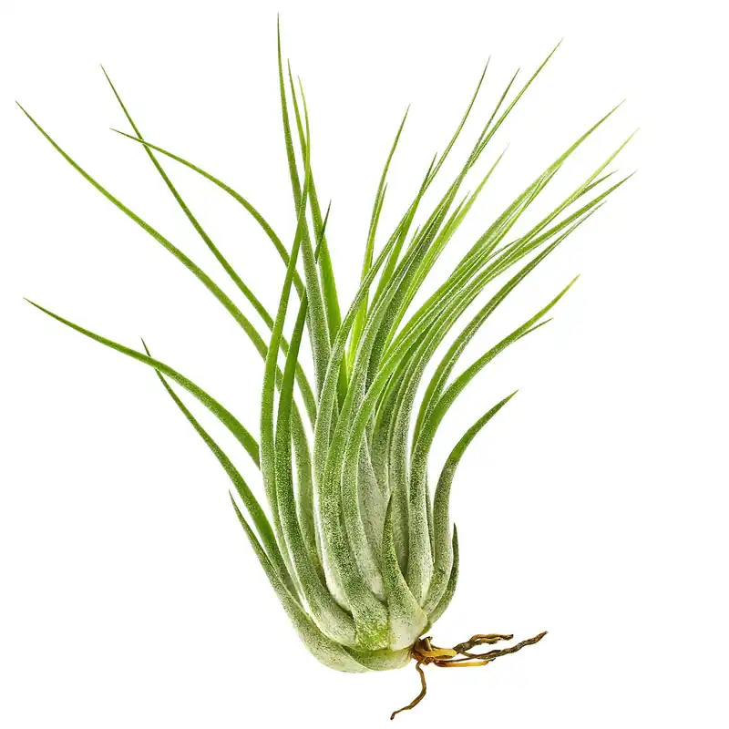 Tillandsia kolbii Einzelpflanze - S Mega-Angebot