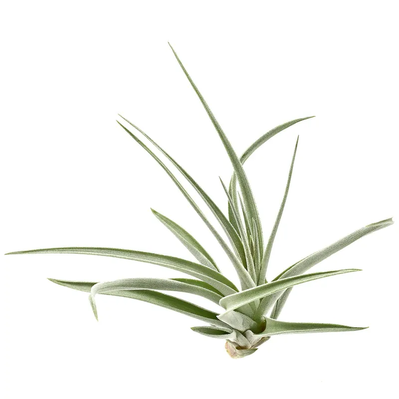 Tillandsia pohliana Einzelpflanze - M Finale Aktion