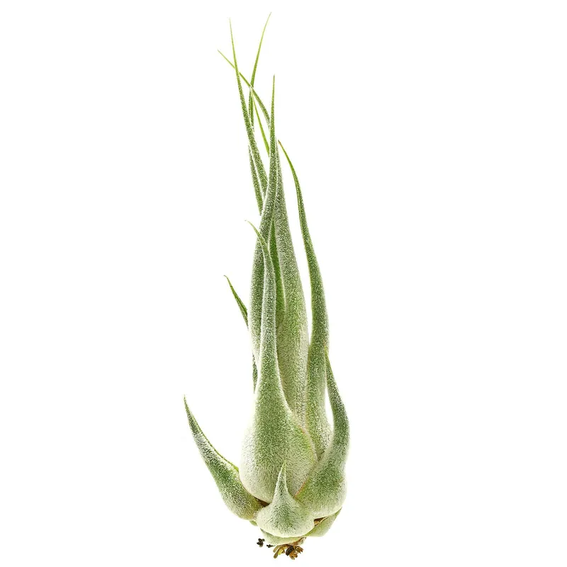 Günstig Tillandsia seleriana Einzelpflanze - S