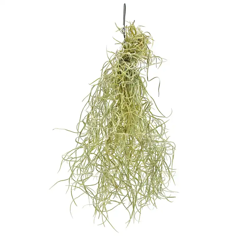 Tillandsia usneoides XS Preis Gesenkt
